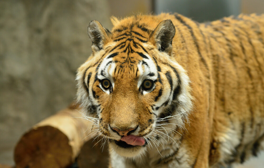 myrtle beach safari tiger preservation station